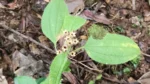 Chaetogastra clinopodifolia (4)