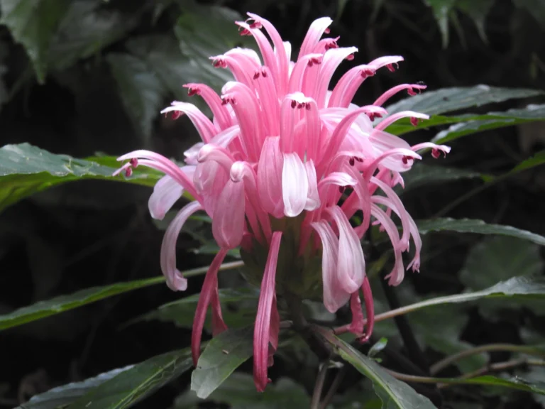 JUSTICIA CARNEA (5)