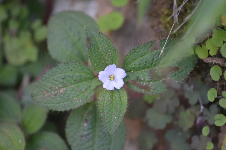 Chaetogastra clinopodifolia