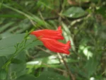 Rio do Sul, Albertina e jardim botanico (287)