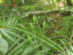Rio do Sul, Albertina e jardim botanico (289)