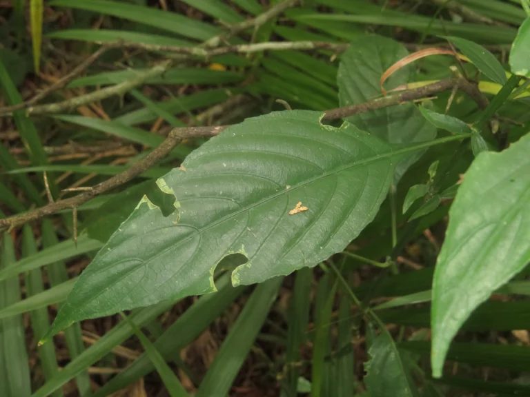 Rio do Sul, Albertina e jardim botanico (291)