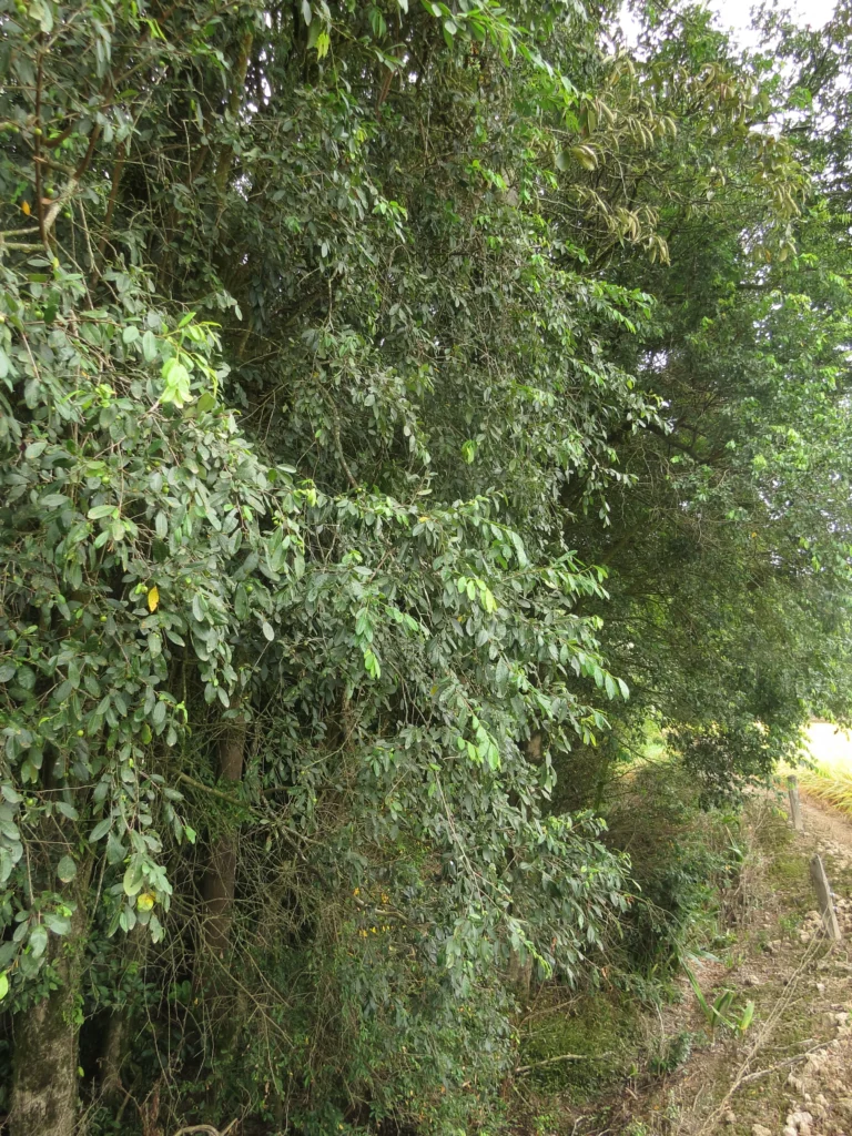 Rio do Sul, área da arrozeira (125)