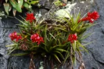 Tillandsia geminiflora ( Serra do Rio do Rastro ) (2)