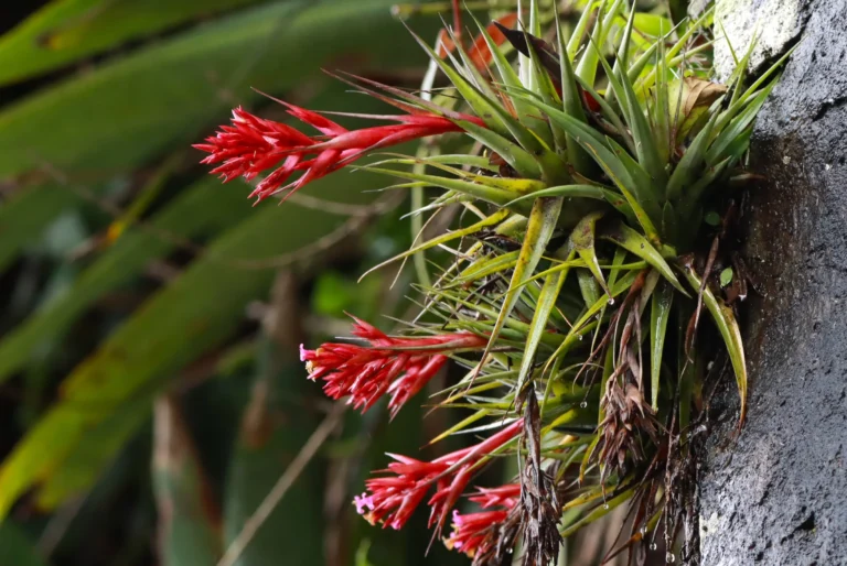 Tillandsia geminiflora ( Serra do Rio do Rastro ) (5)