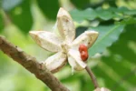 Cabralea canjerana (2)