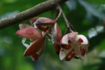 Cabralea canjerana (4)