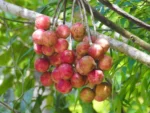 Cabralea canjerana