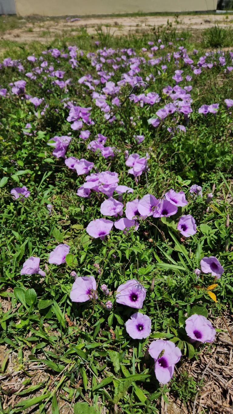 Ipomoea cairica
