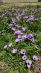 Ipomoea cairica