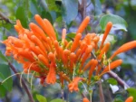 Cipó-de-são-joão ( Pyrostegia venusta ) (4)