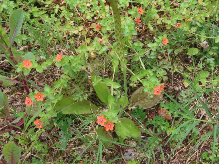 Lysimachia arvensis (3)