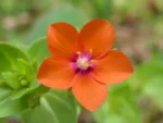 Lysimachia arvensis (9)