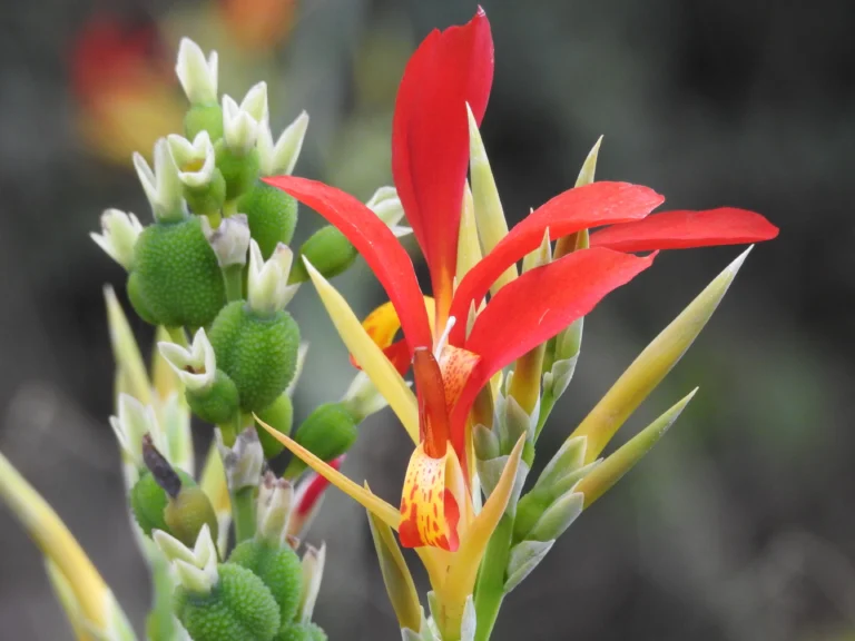 canna indica (3)