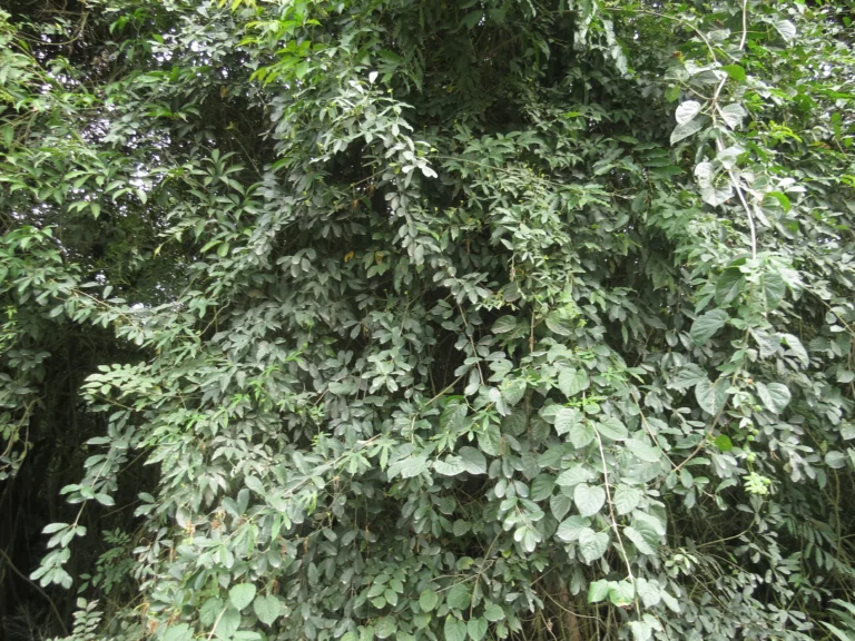 Rio do Sul, Albertina e jardim botanico (89)
