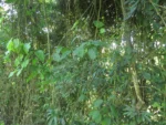 Rio do Sul, Estrada do Morro do Funil (283)