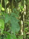 Rio do Sul, Estrada do Morro do Funil (297)