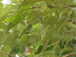 Rio do Sul, IFC (234)