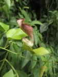 Rio do Sul, Serra do Tucano (29)