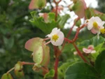 Rio do Sul, Pamplona (213)