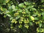 Rio do Sul, Fazenda na divisa com Ibirama (10)