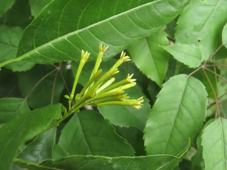 Rio do Sul, Progresso – RPPN Parque das Borboletas (27)