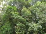 Rio do Sul, área da arrozeira (158)