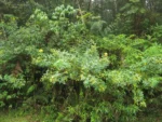 Rio do Sul, Lixão (445)