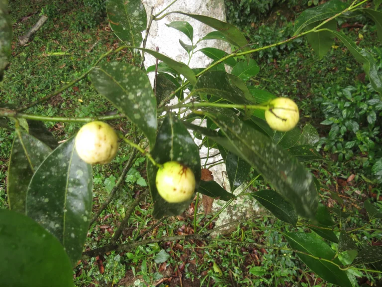 Rio do Sul, Lixão (99)
