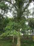 Rio do Sul, Lixão (108)