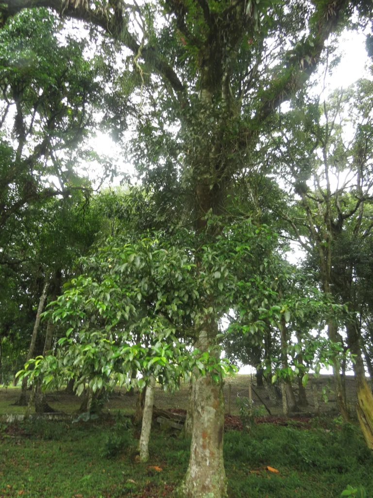 Rio do Sul, Lixão (108)