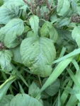 Amaranthus viridis (7)
