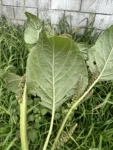 Amaranthus viridis (8)