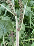 Amaranthus viridis (9)
