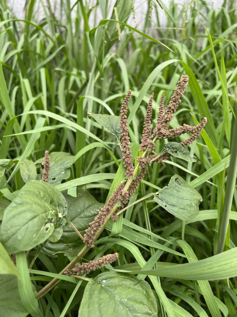 Amaranthus viridis (4)