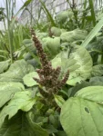 Amaranthus viridis (6)