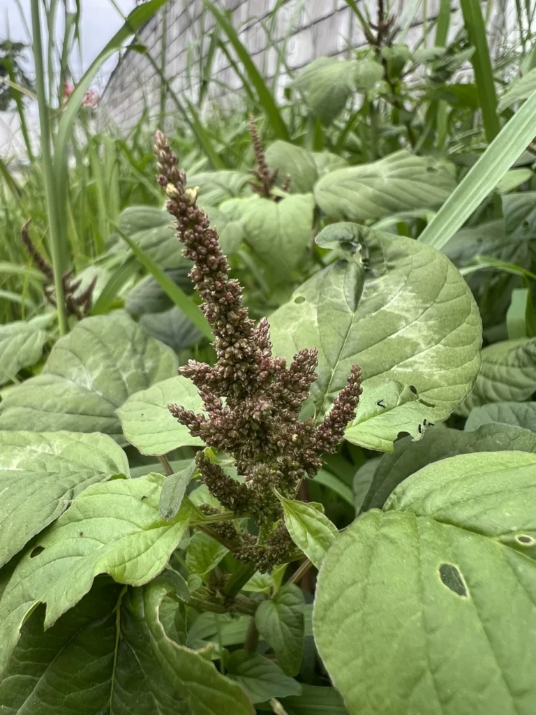 Amaranthus viridis (6)