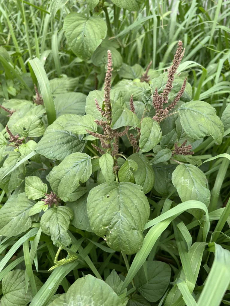 Amaranthus viridis (2)