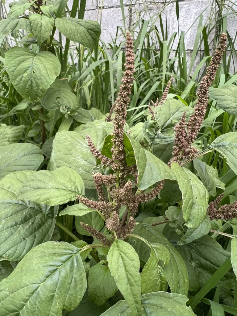 Amaranthus viridis (3)