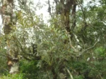 Santa Rosa de Lima, Reserva Araponga (392)