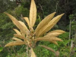 Santa Rosa de Lima, Reserva Araponga (383)