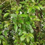 IMG_20251209_153122