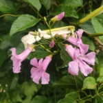 IMG_20251209_165430