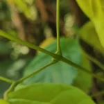IMG_20251208_124224