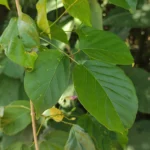 IMG_20251208_124237