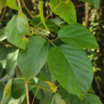 IMG_20251208_124050