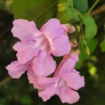 IMG_20251208_124031