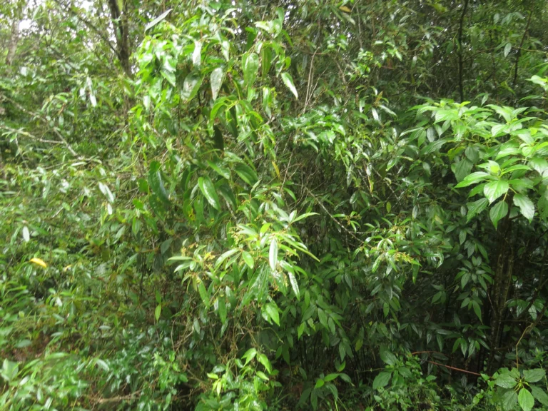 Rio do Sul, Lixão (372)
