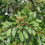 IMG_20251113_101556