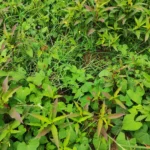 IMG_20251113_103407